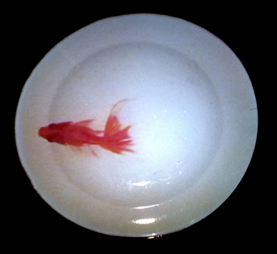 Fish On Dish, 1992; LCD Video projector, white plate, DVD player, H 240XW 500XL500cm