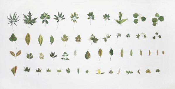 Plant No.10, 2012; watercolor on paper, 150×300cm