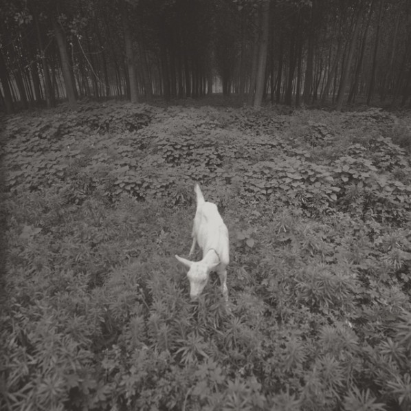 Taca Sui, "Lamb", 2011; Platinum Print, 20x20cm, Edition of 6