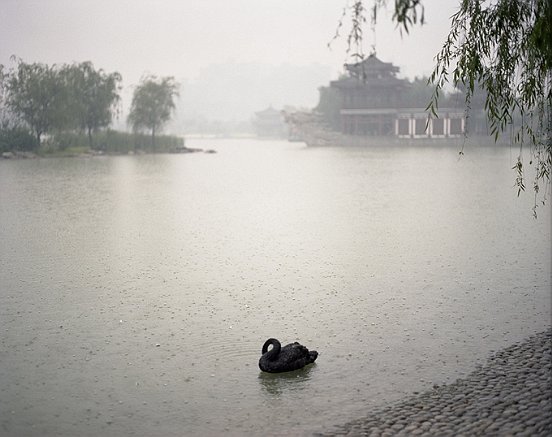 Shen Wei, "Swan", Xi’an Shananxi Province, 2009, c-print, 40.6 × 50.8 cm