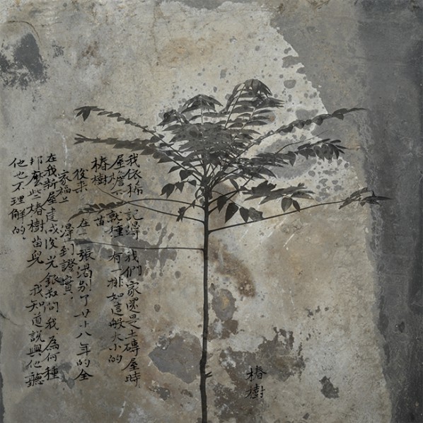 014 Wei Bi, Ailanthus altissima