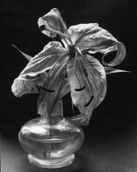 Rondal Partridge, Lily 2, 1996, 12.5x15.6cm