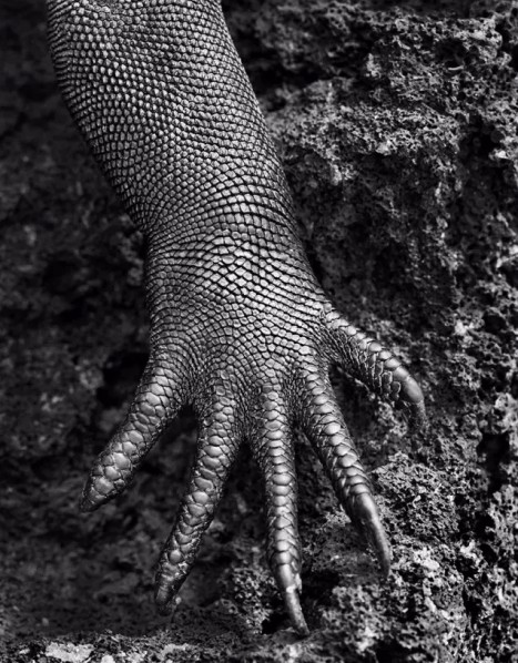 Work by Photographer Sebastião Salgado 04